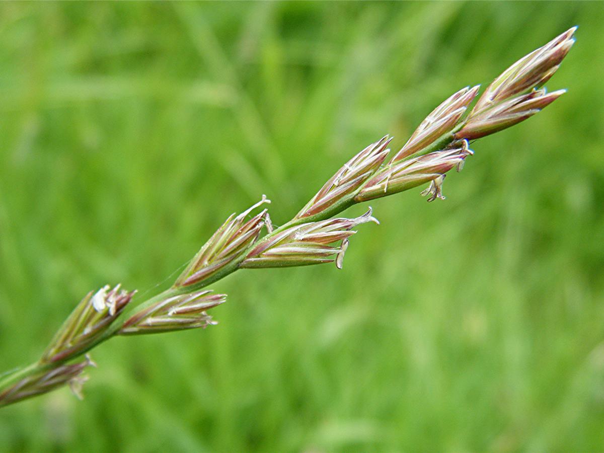Perennial Ryegrass NatureSpot